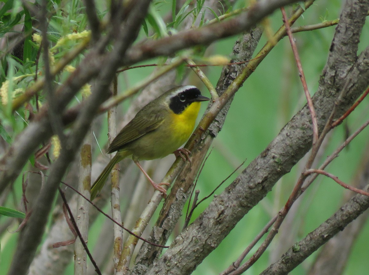 Common Yellowthroat - Thomas Schultz