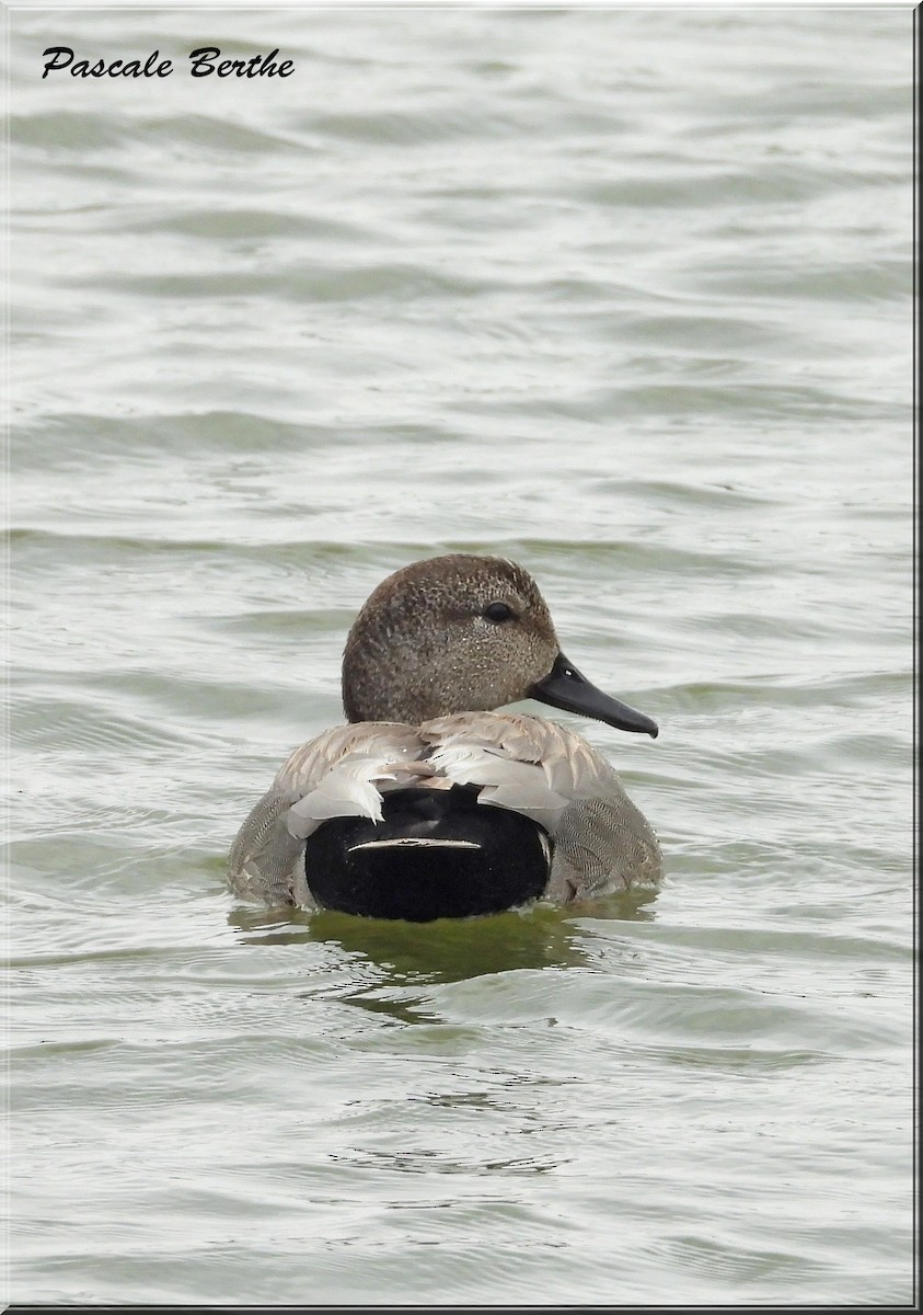 Gadwall - Pascale Berthe