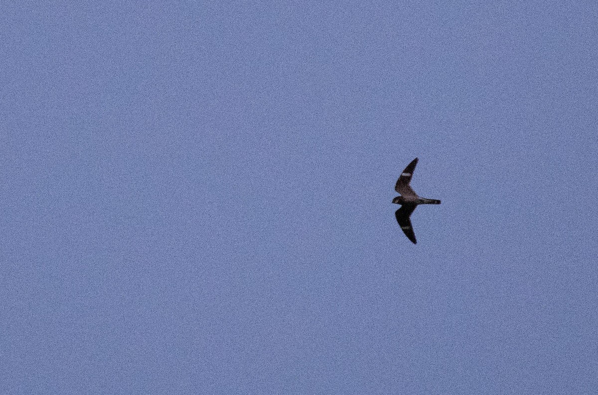 Common Nighthawk - Dean Atkin