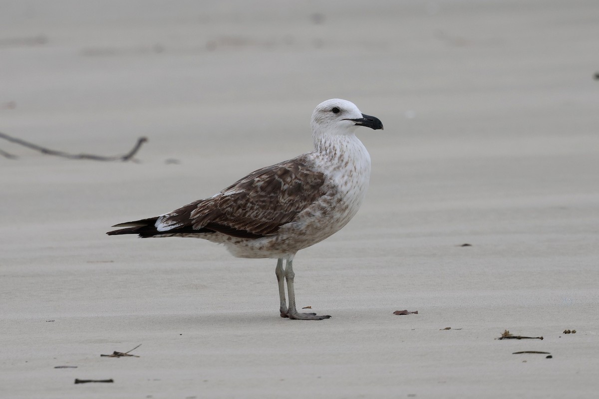 Kelp Gull - Miguel Podas