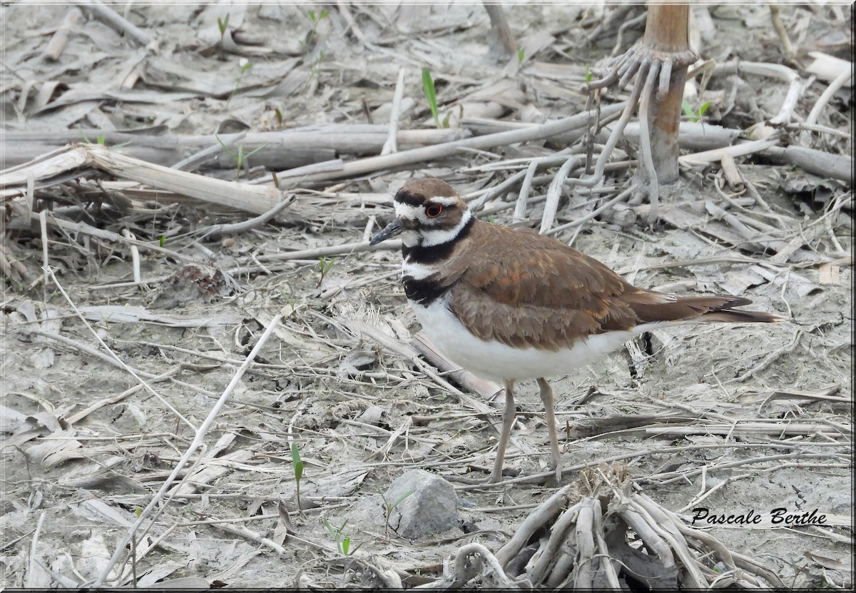 Killdeer - Pascale Berthe