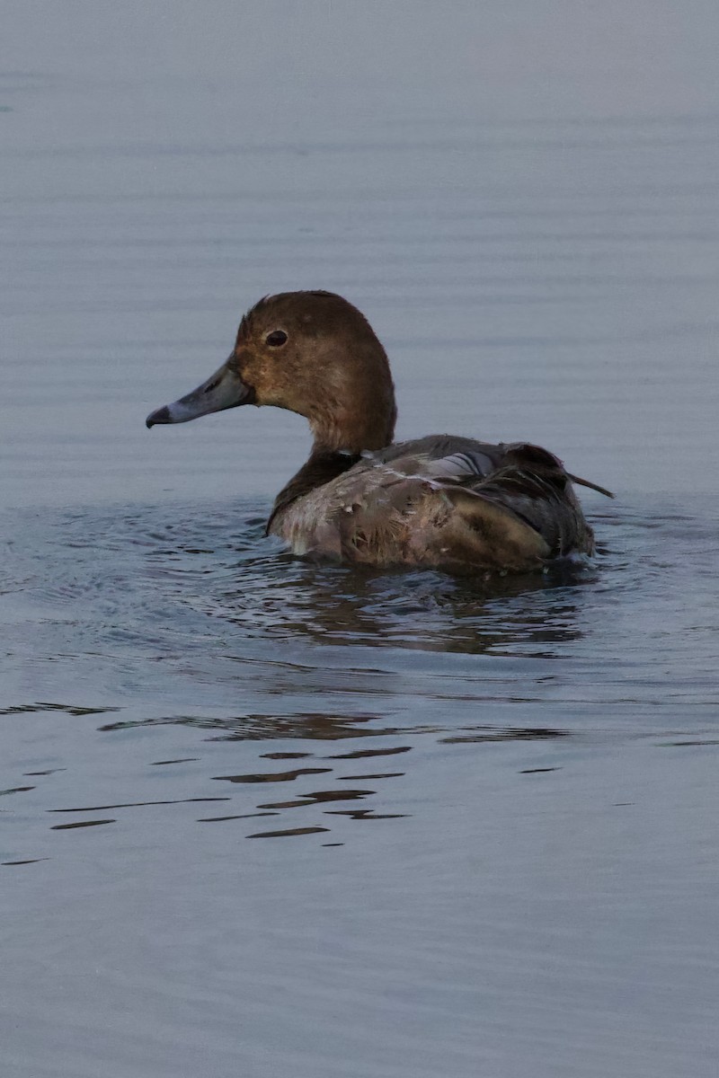 Redhead - Mathias & Sharon Mutzl