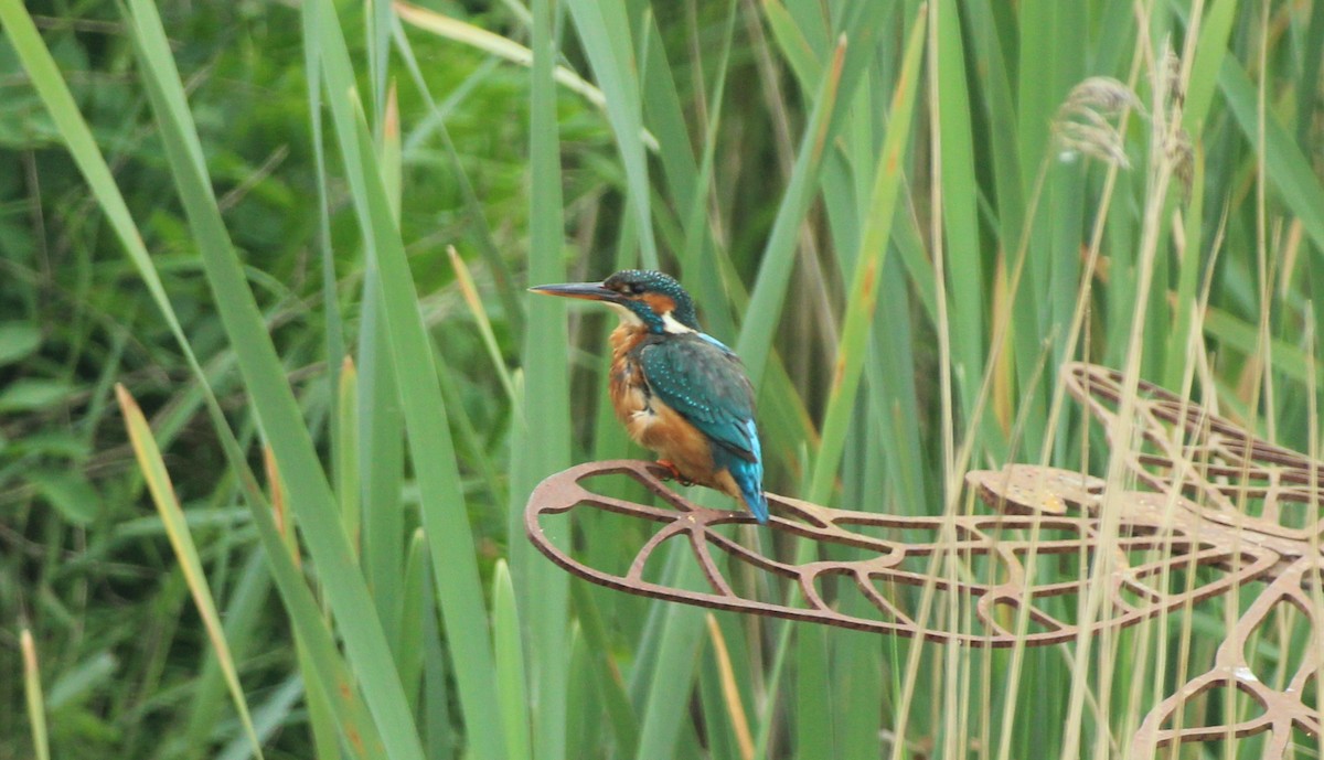 Common Kingfisher - Bailey McCahon