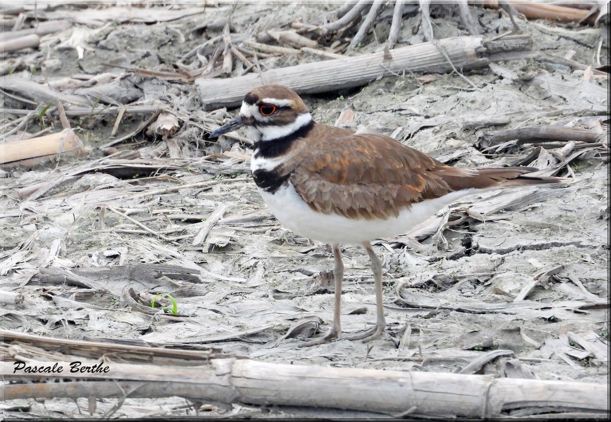 Killdeer - Pascale Berthe