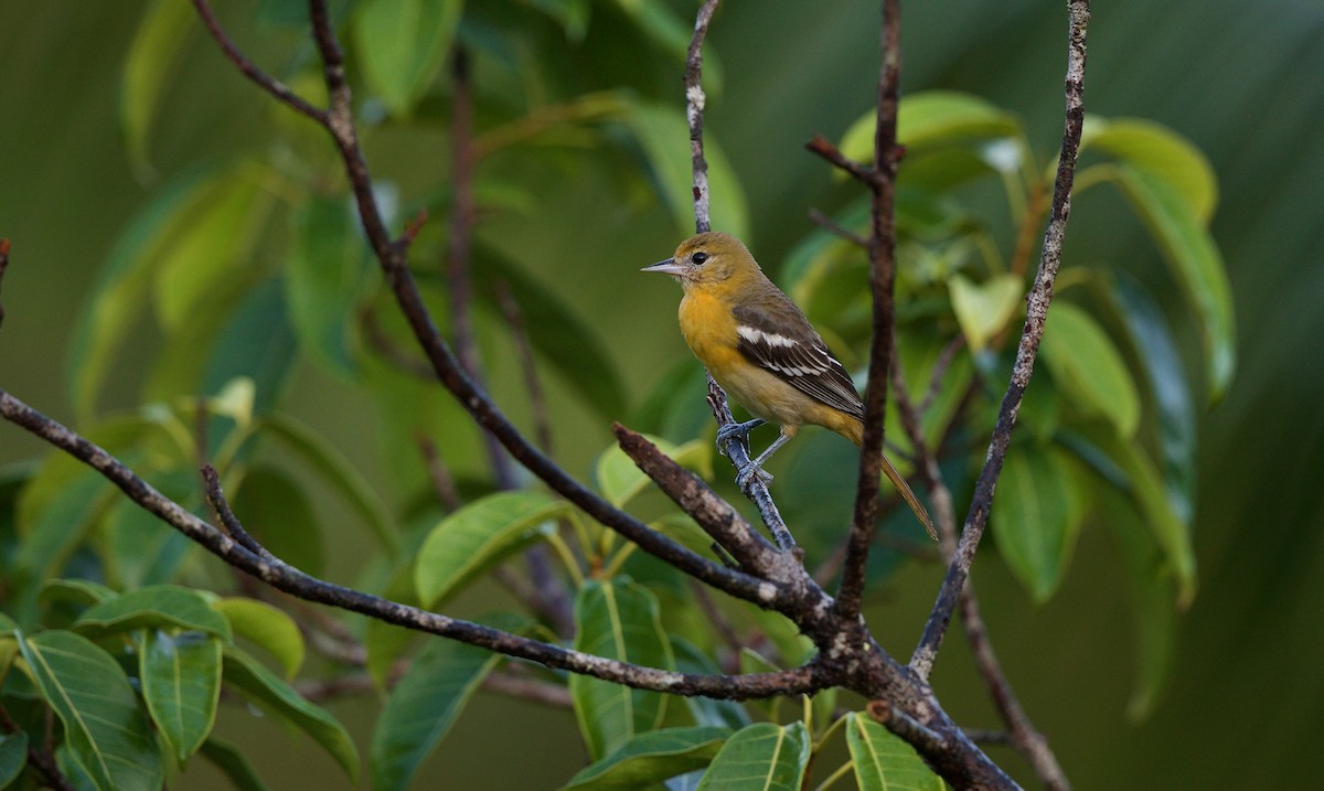 Baltimore Oriole - David Brassington