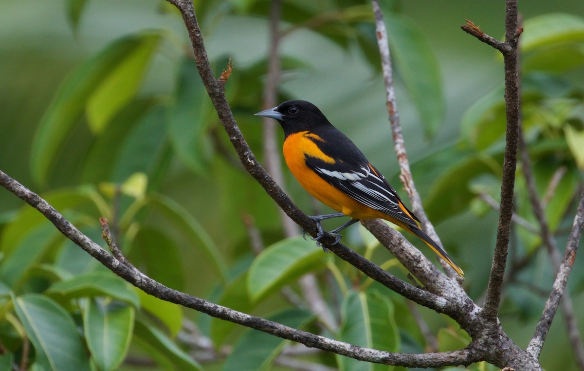 Baltimore Oriole - David Brassington