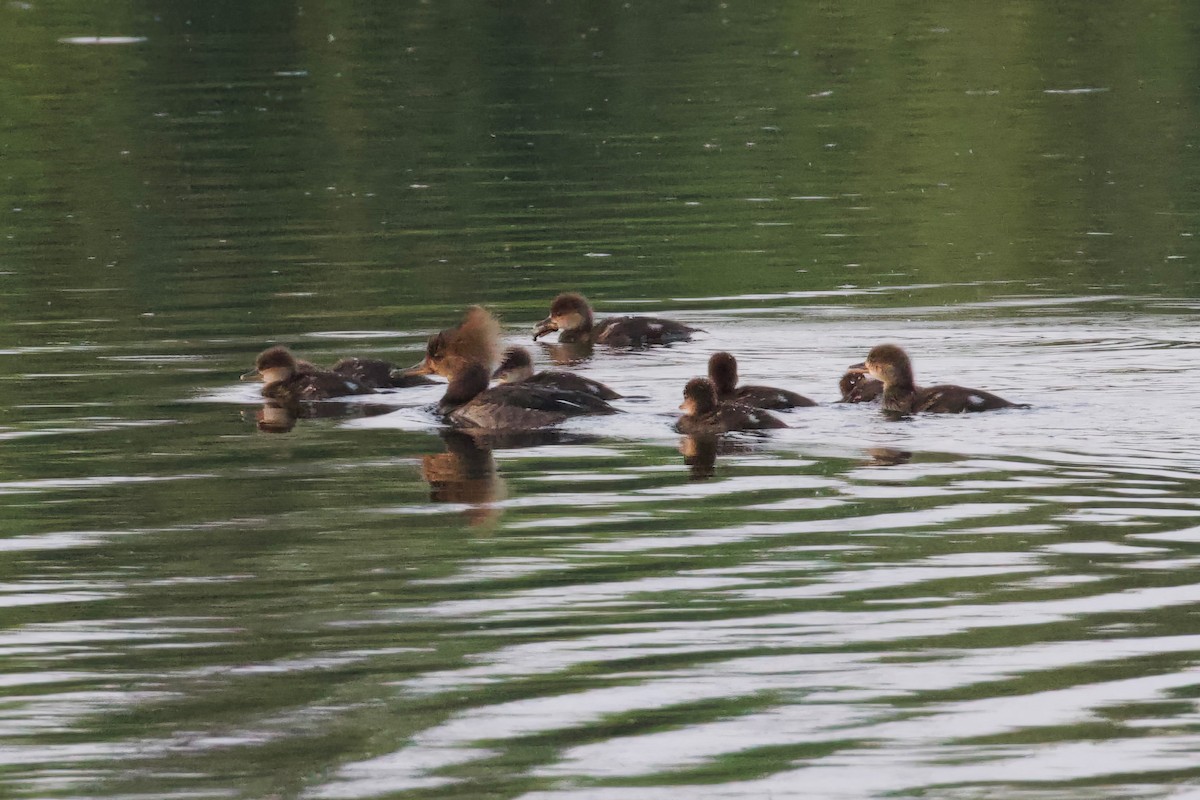 Hooded Merganser - Mathias & Sharon Mutzl