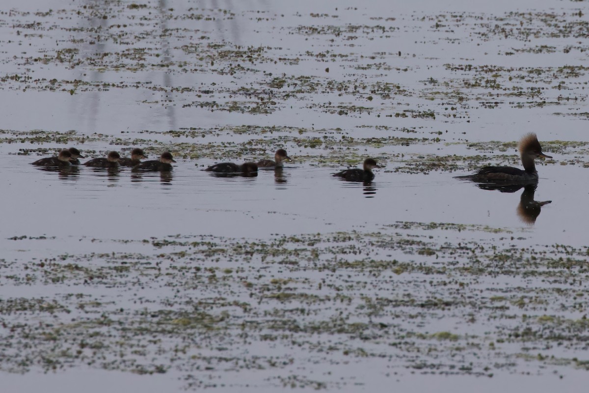 Hooded Merganser - Mathias & Sharon Mutzl