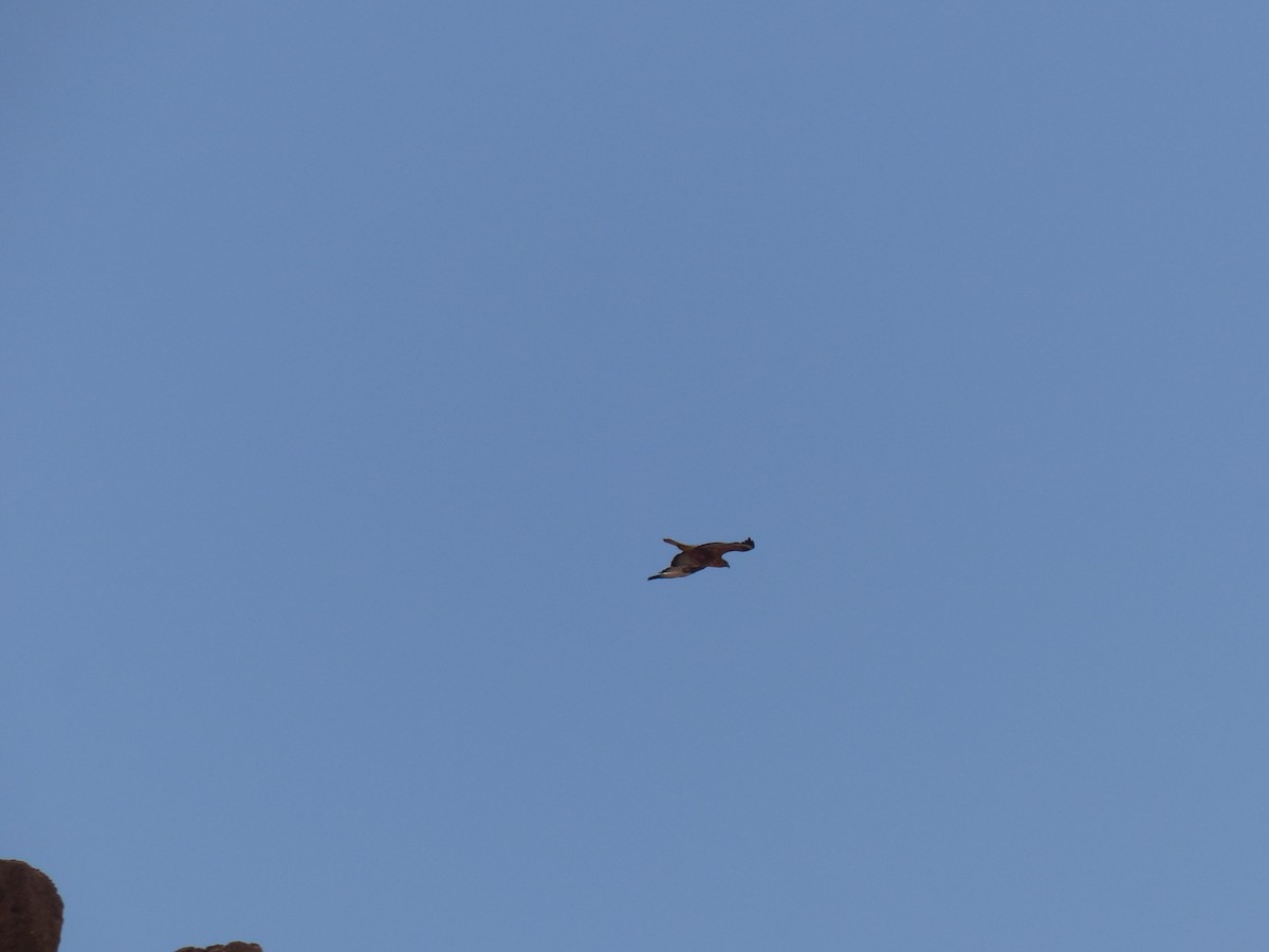 Long-legged Buzzard - Jorge López Álvarez