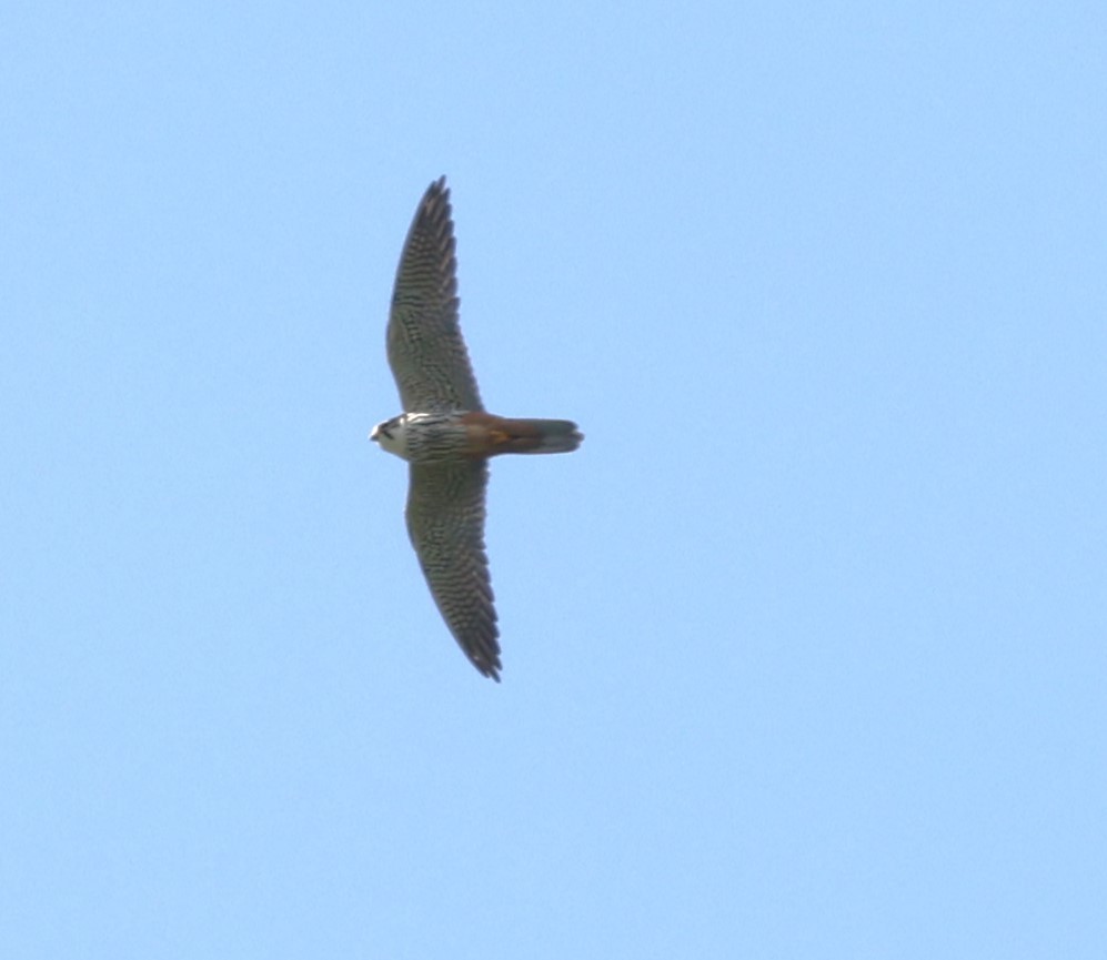 Eurasian Hobby - Jan Badura