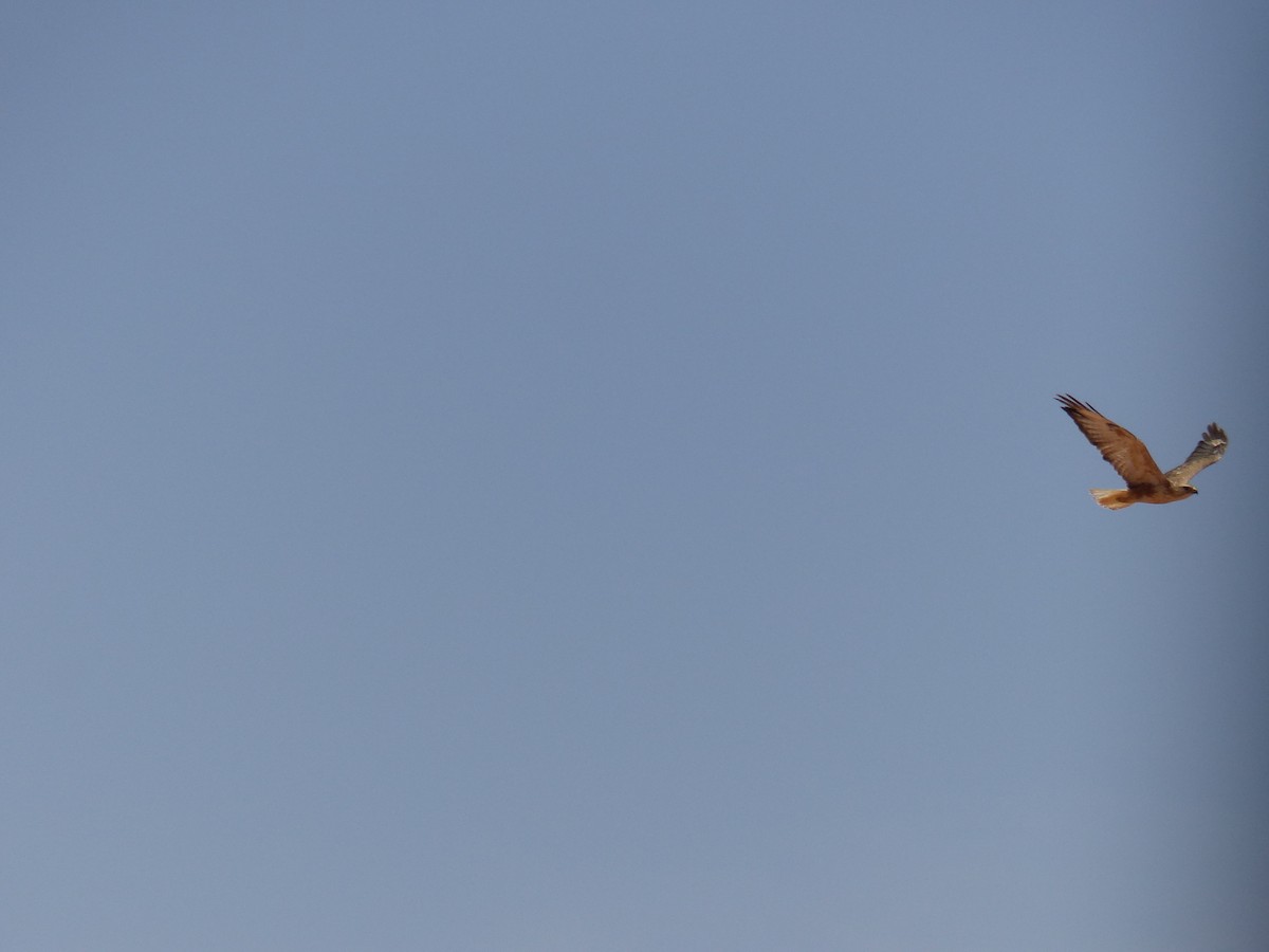 Long-legged Buzzard - Jorge López Álvarez