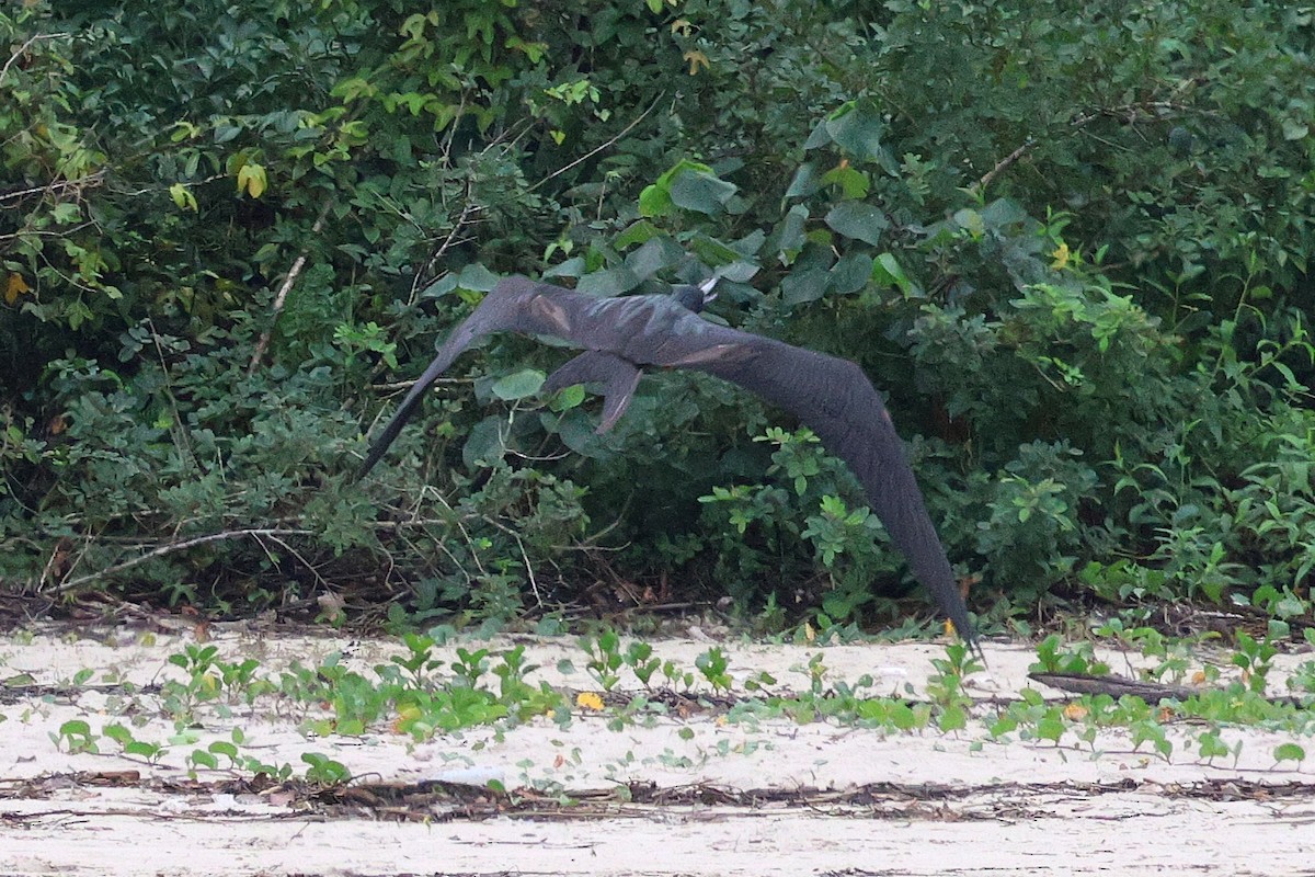 Magnificent Frigatebird - Miguel Podas