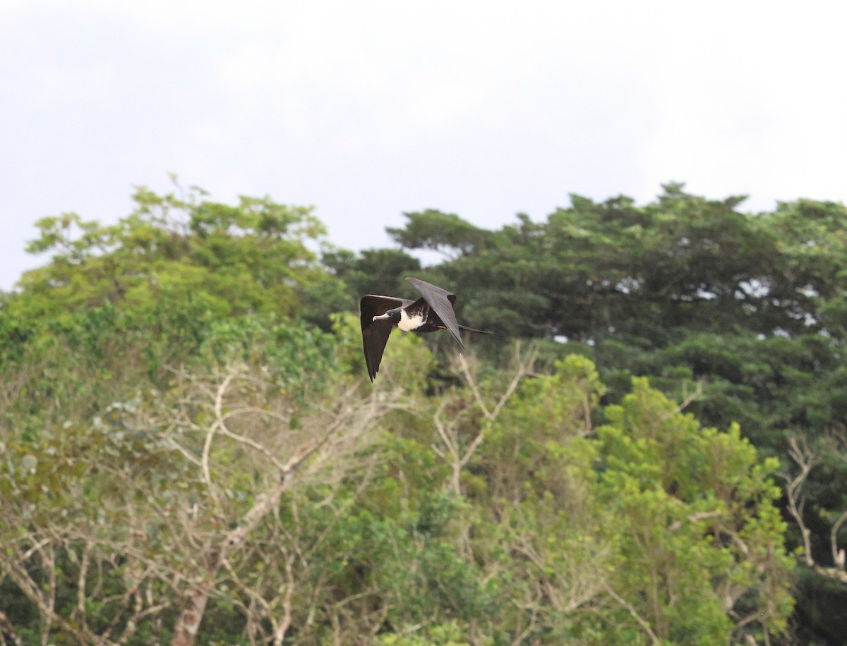 Magnificent Frigatebird - Miguel Podas