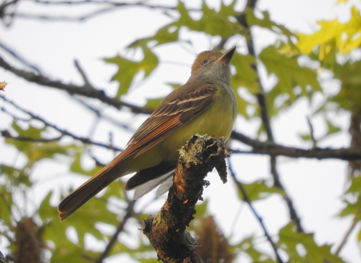 Great Crested Flycatcher - Laura Markley