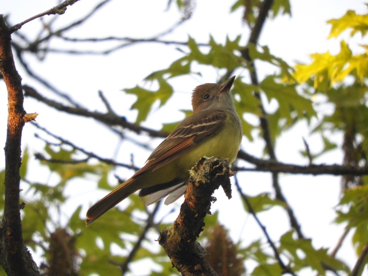 Great Crested Flycatcher - Laura Markley