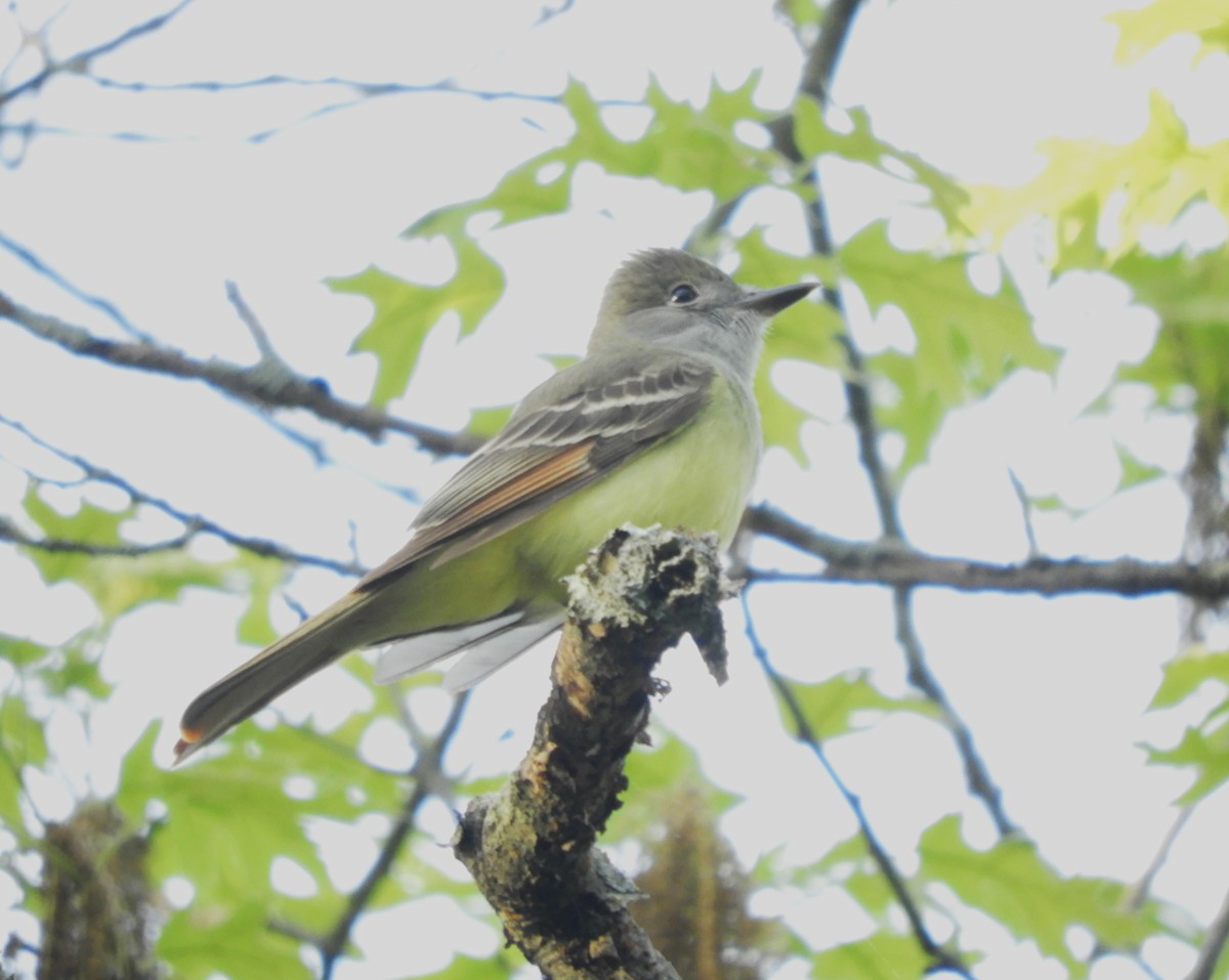 Great Crested Flycatcher - Laura Markley