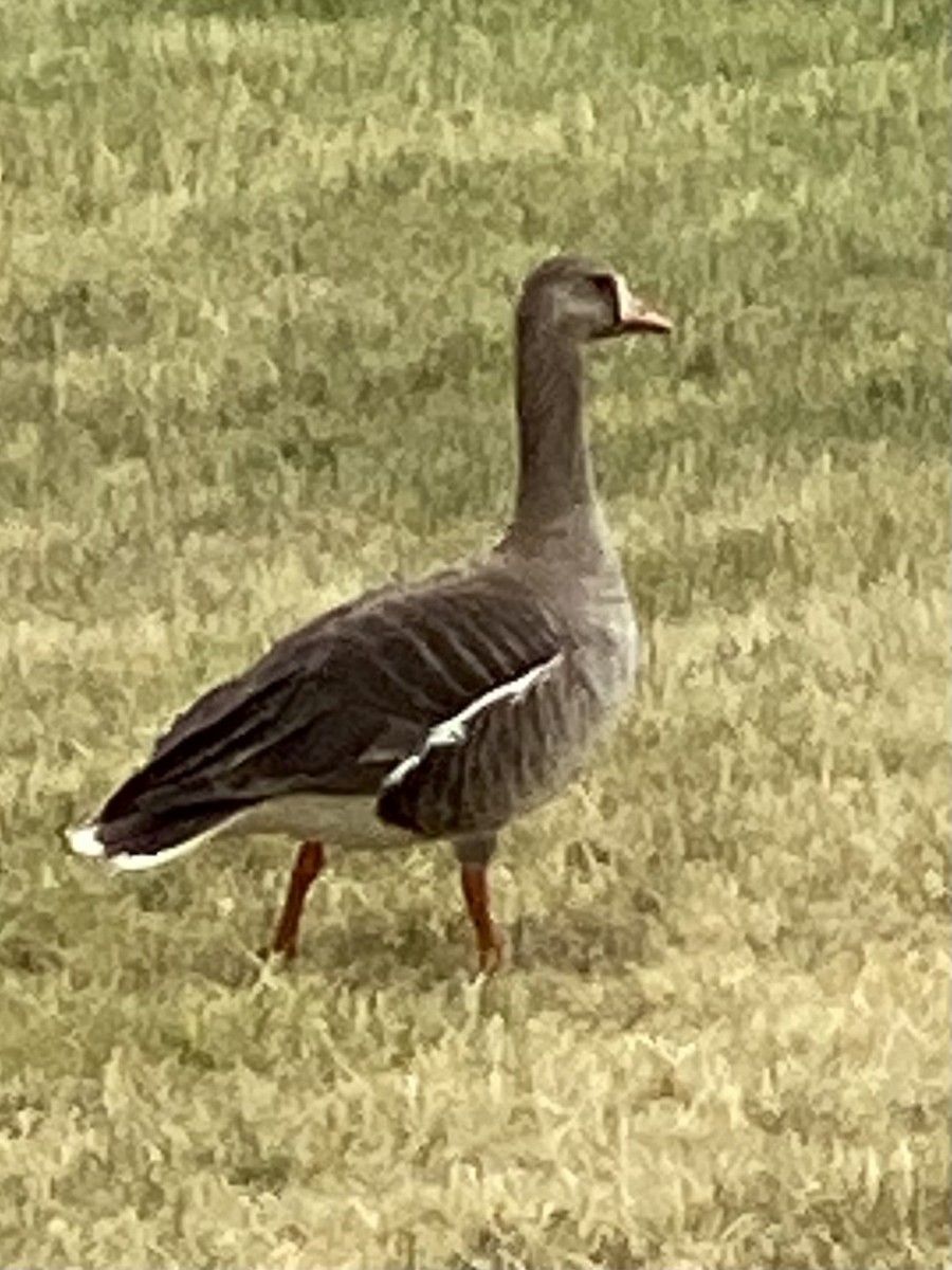 Greater White-fronted Goose - Debbie Sutherland