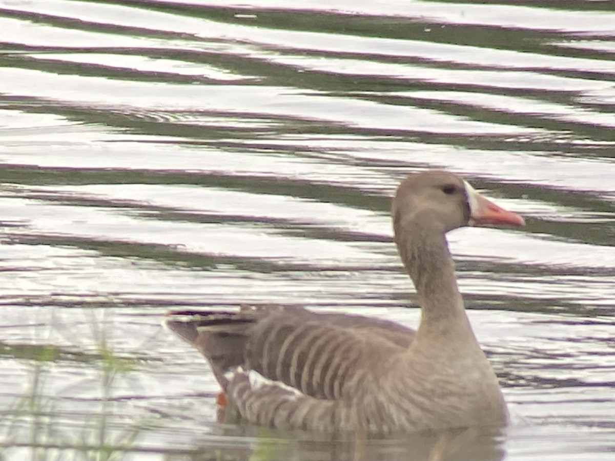 Greater White-fronted Goose - ML619398263