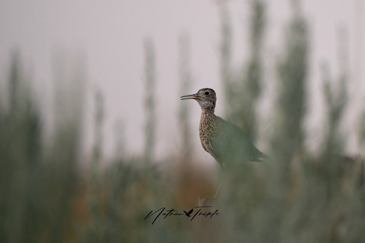 Upland Sandpiper - Nathan Thokle