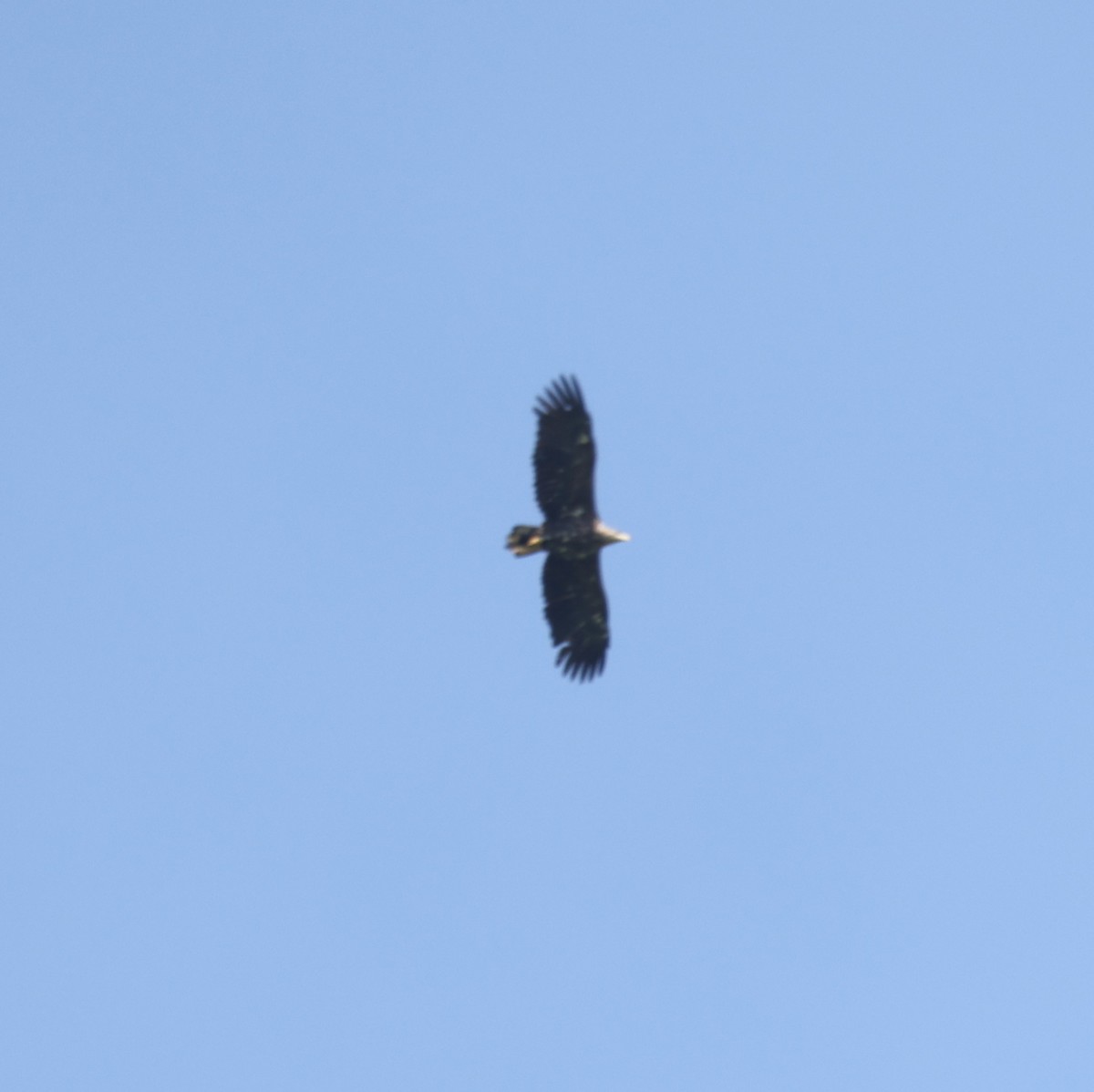 White-tailed Eagle - Jan Badura