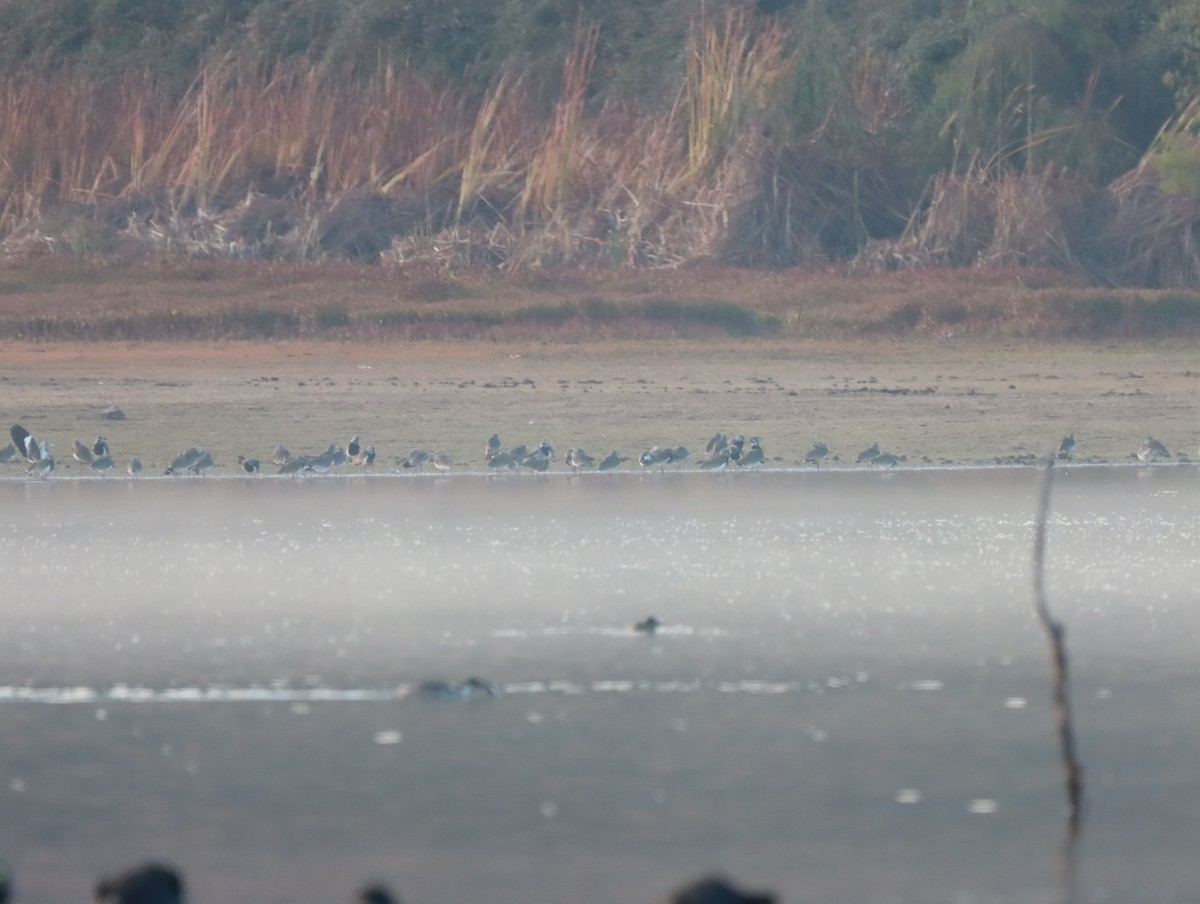 Southern Lapwing - Mario Reyes