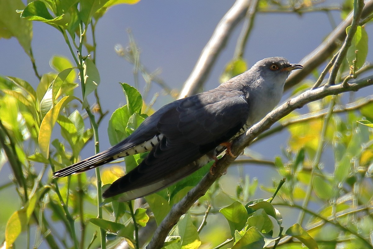 Common Cuckoo - Juan Sebastian Barrero