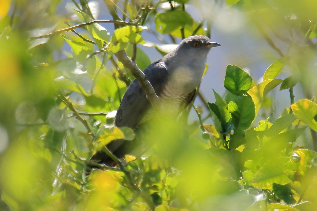 Common Cuckoo - Juan Sebastian Barrero