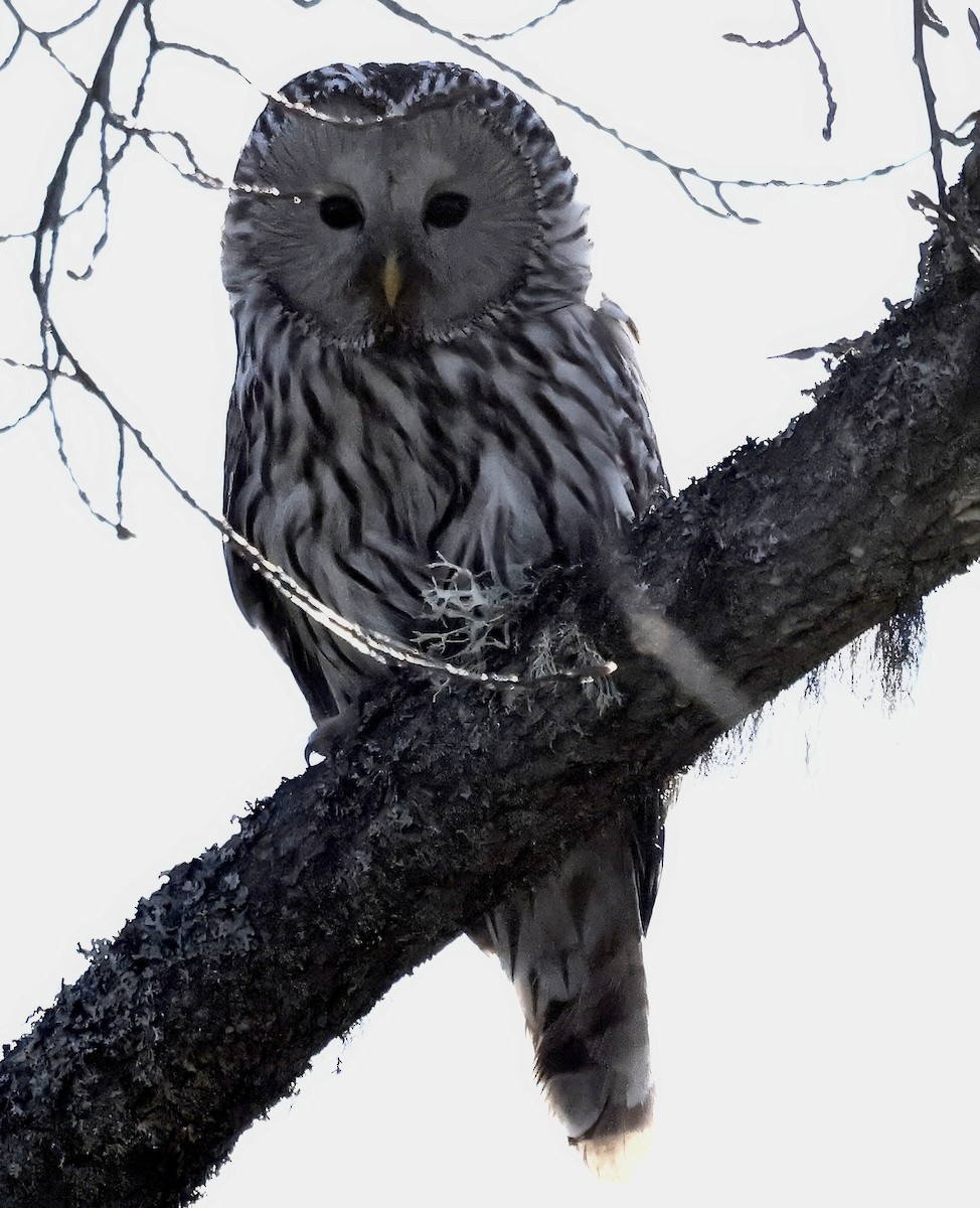 Ural Owl - Jan Hansen