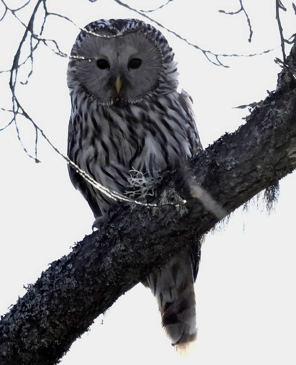 Ural Owl - ML619398280