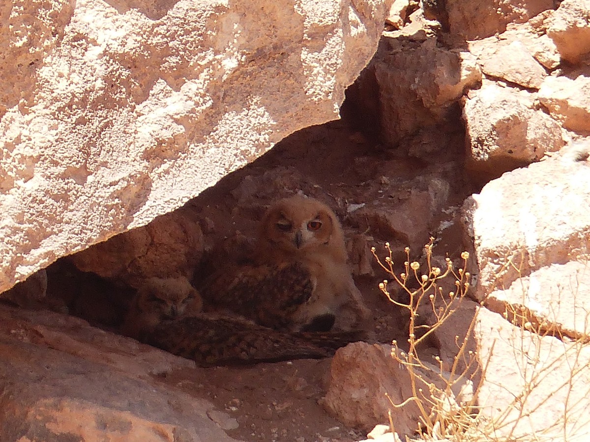 Pharaoh Eagle-Owl - Jorge López Álvarez