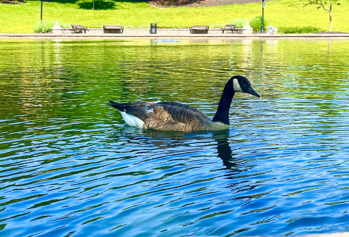 Canada Goose - Manny Majorins