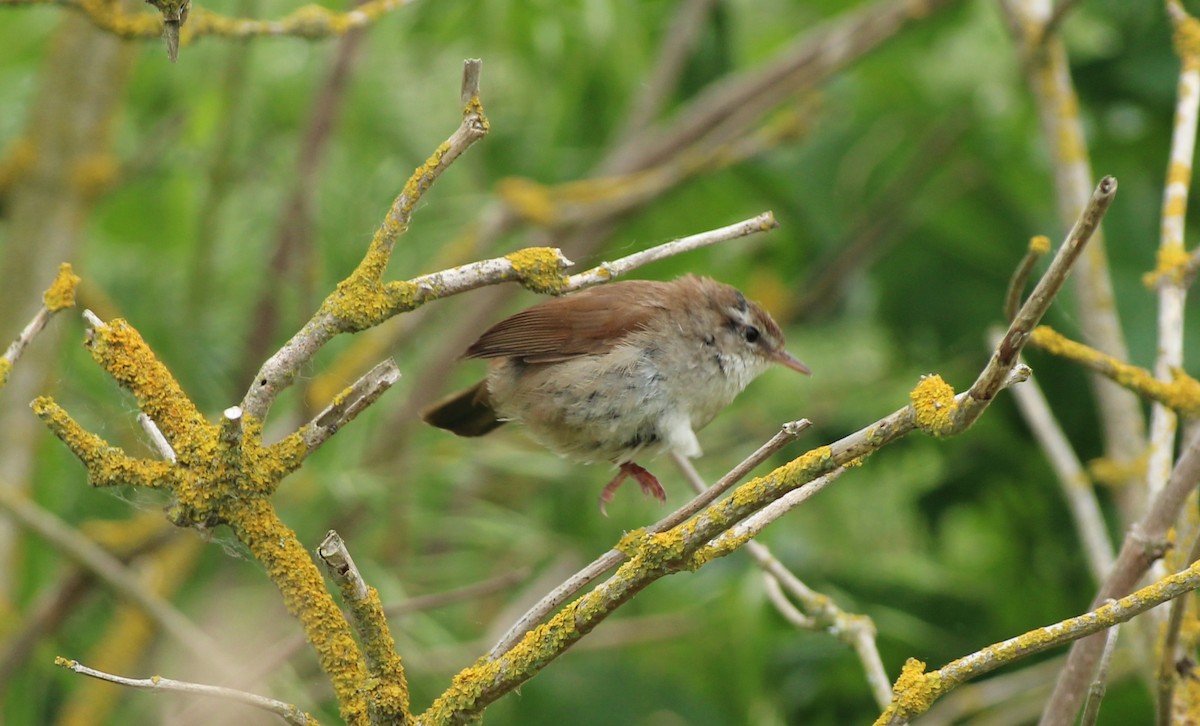 Cetti's Warbler - Bailey McCahon