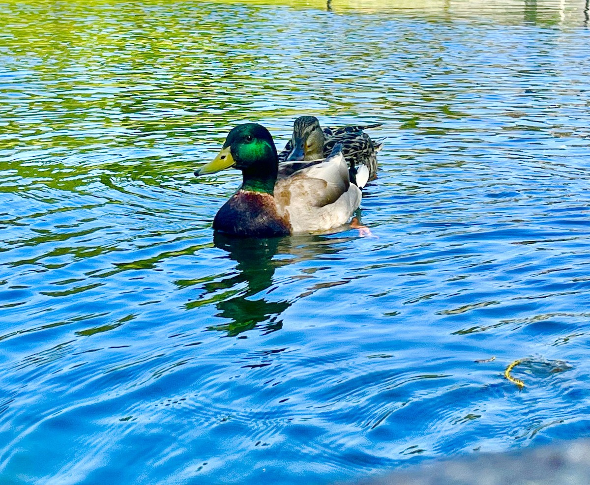 Mallard - Manny Majorins