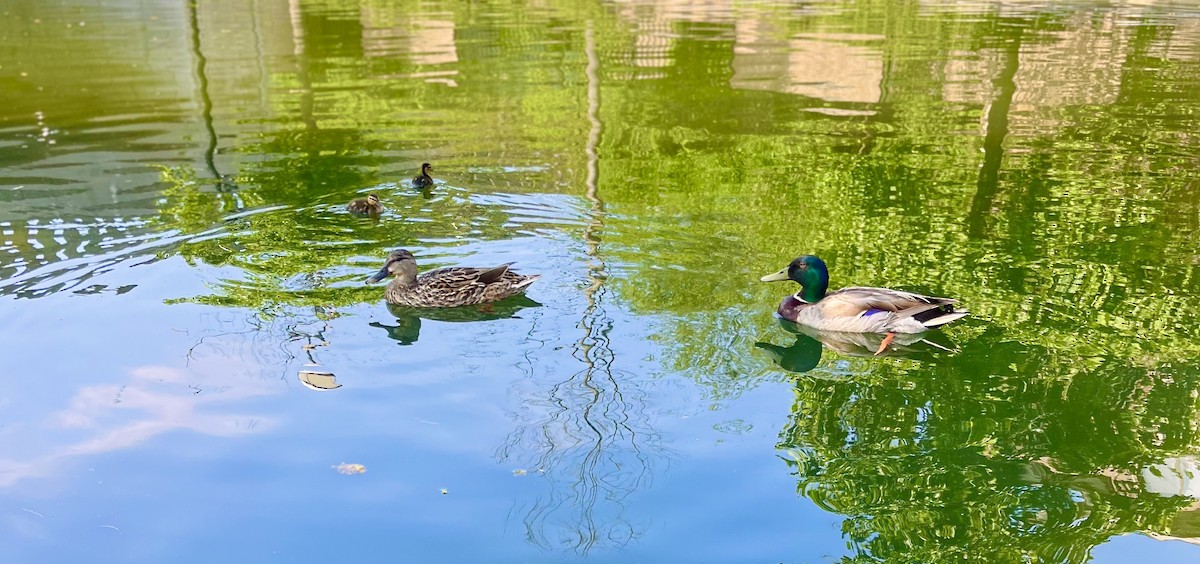 Mallard - Manny Majorins