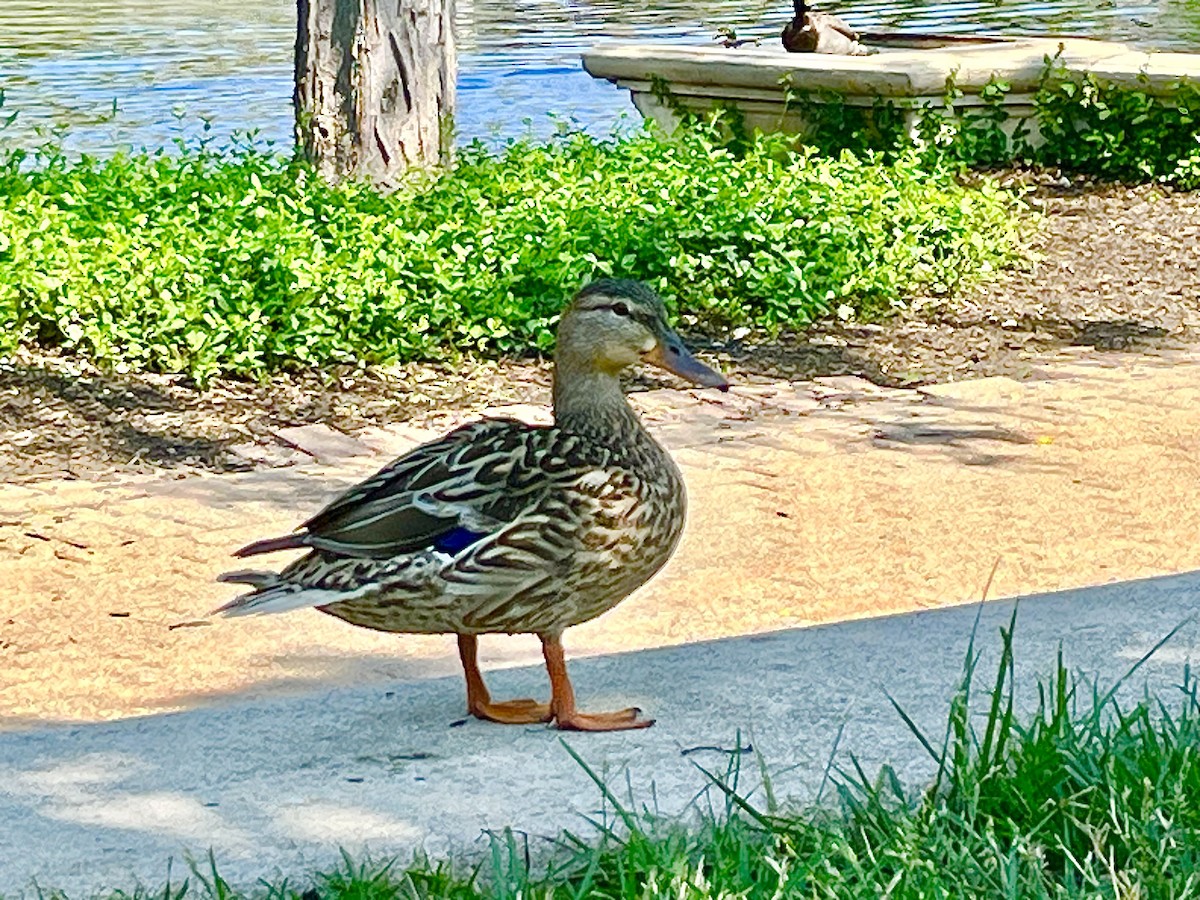 Mallard - Manny Majorins