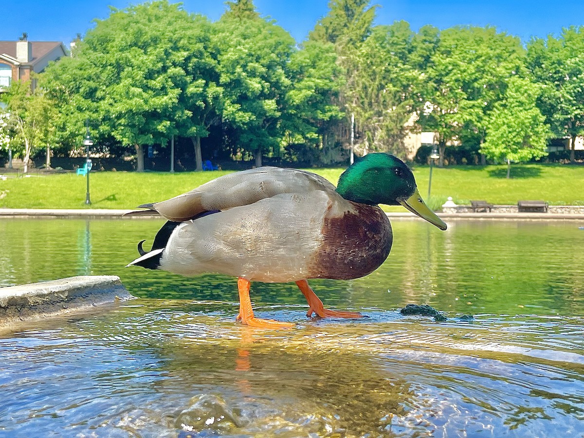 Mallard - Manny Majorins