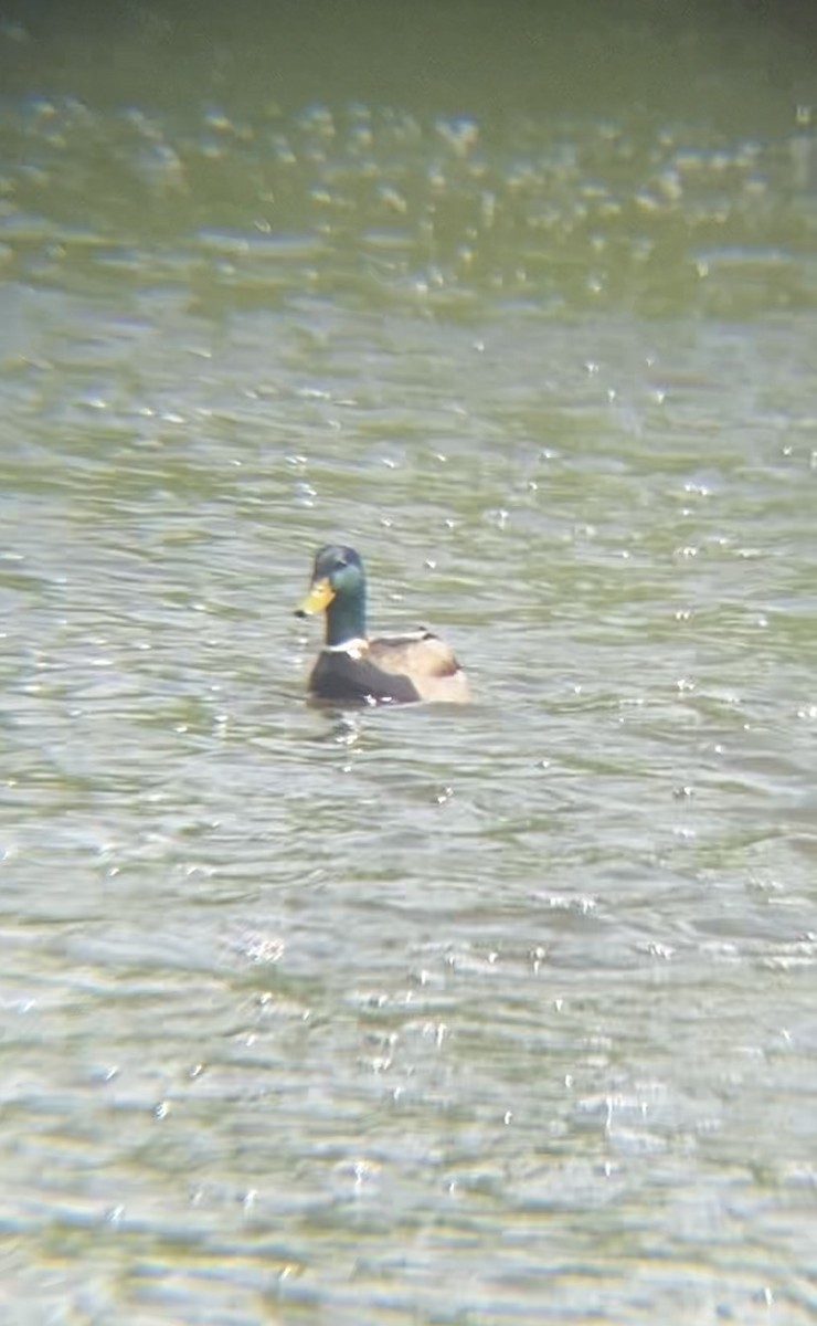 Mallard - Zakary L’Abbé-Larivière