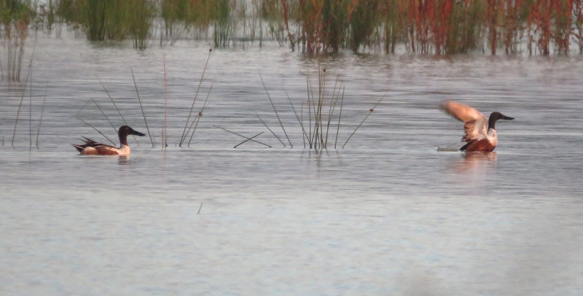 Northern Shoveler - Todd Ballinger