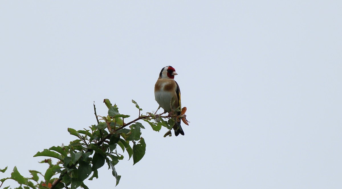 European Goldfinch - Bailey McCahon