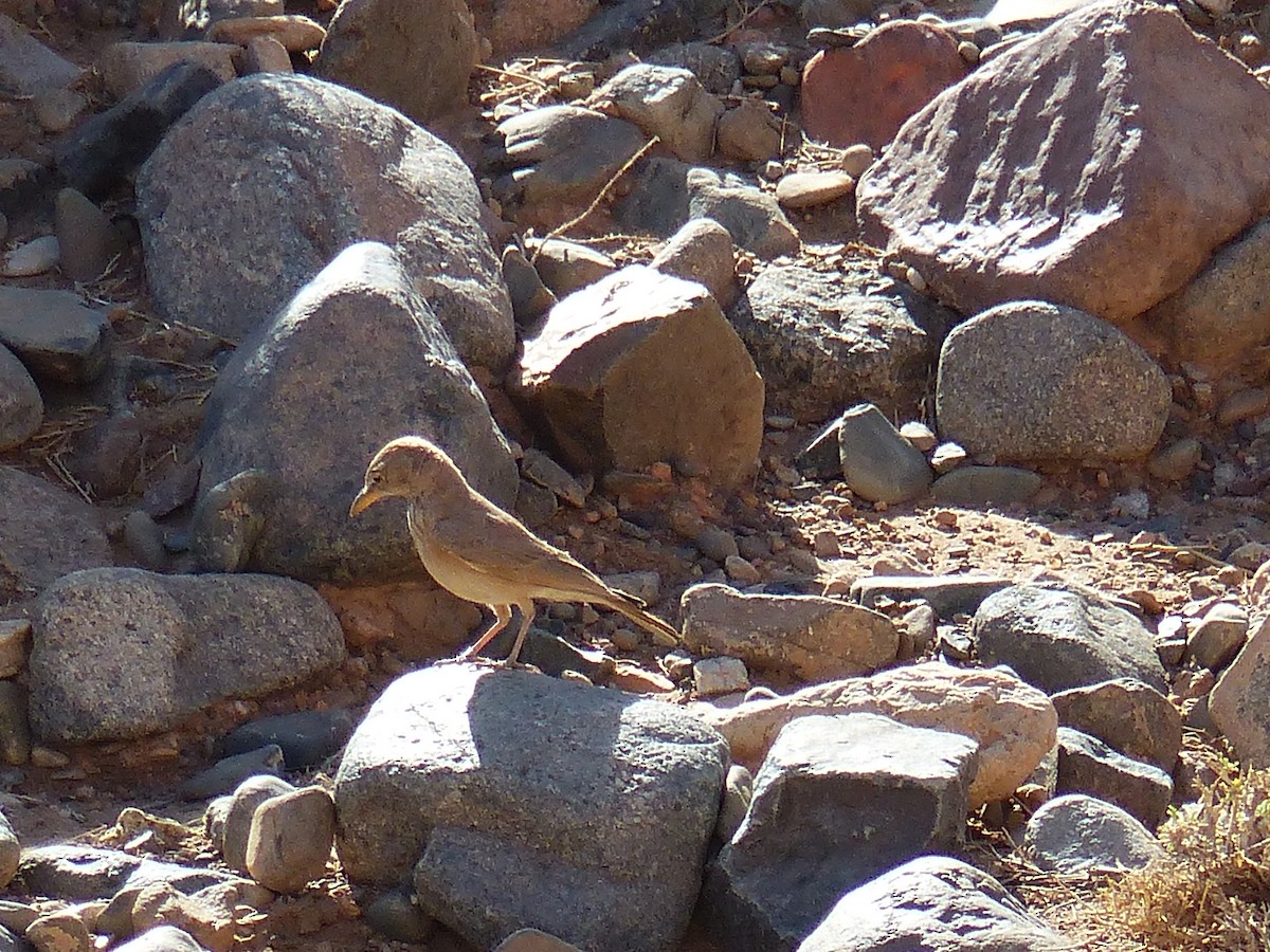 Desert Lark - Jorge López Álvarez