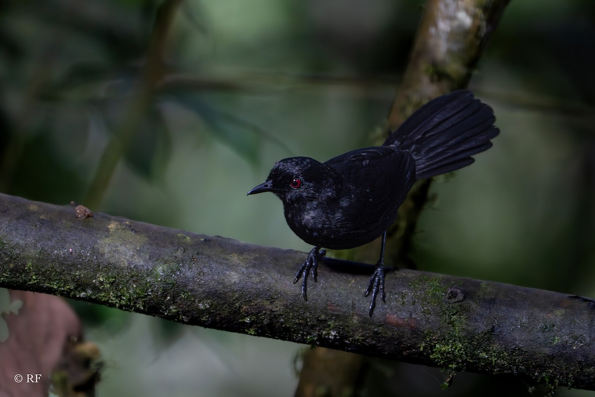 Ojodefuego Occidental (castanoptera) - ML619398383