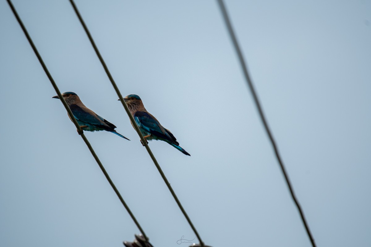 Indian Roller - Faisal Fasaludeen