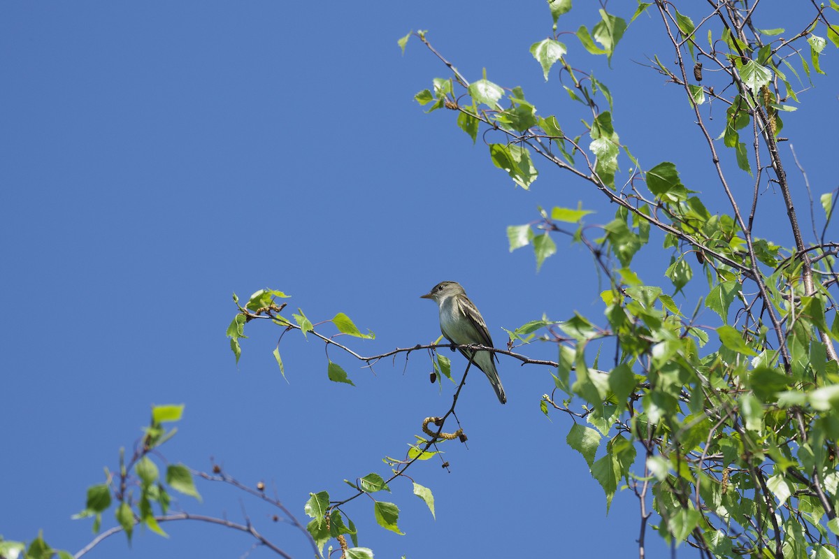 Alder Flycatcher - Jocelyn Lavoie