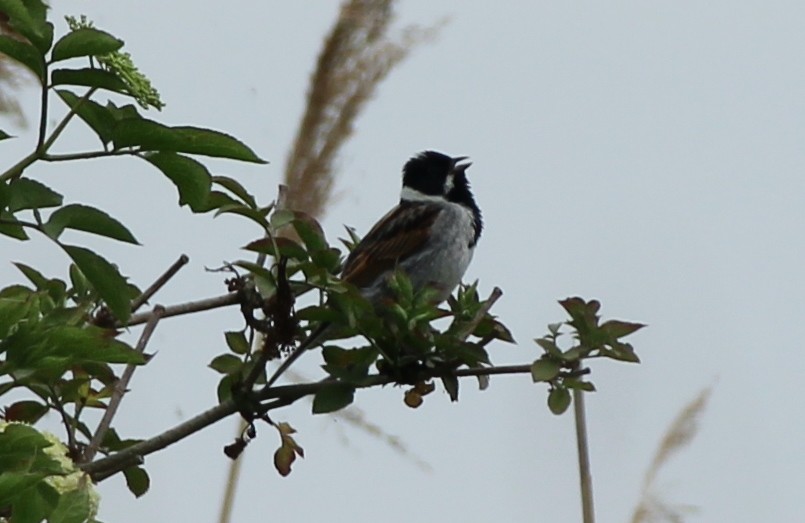 Reed Bunting - Bailey McCahon