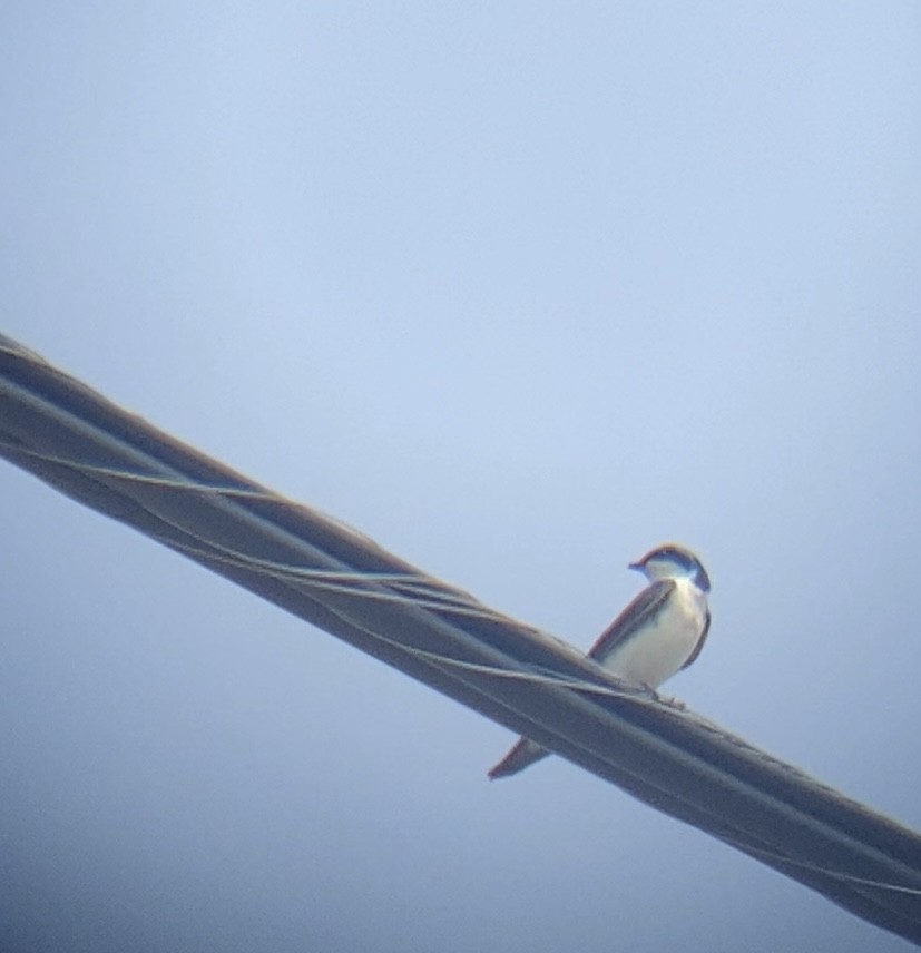 Tree Swallow - ML619398400