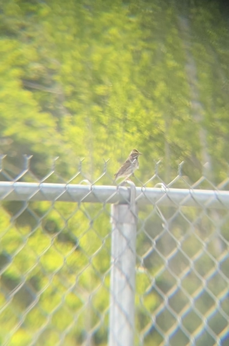 Savannah Sparrow - Zakary L’Abbé-Larivière