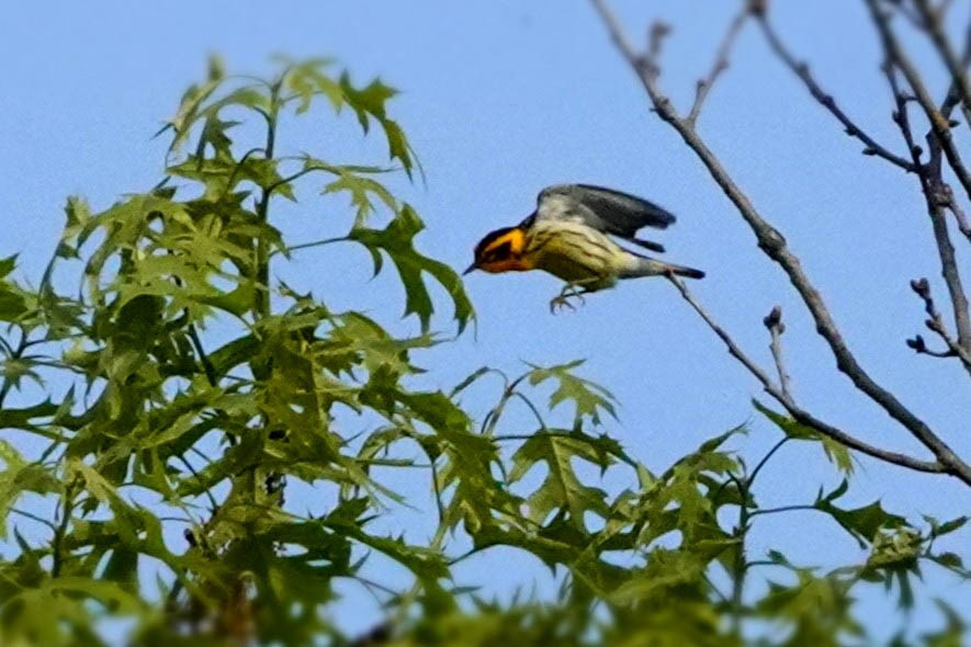 Blackburnian Warbler - Karen Clifford