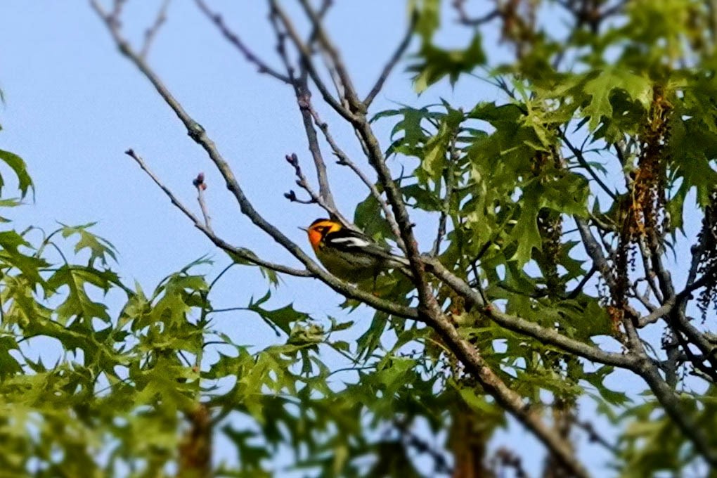 Blackburnian Warbler - Karen Clifford