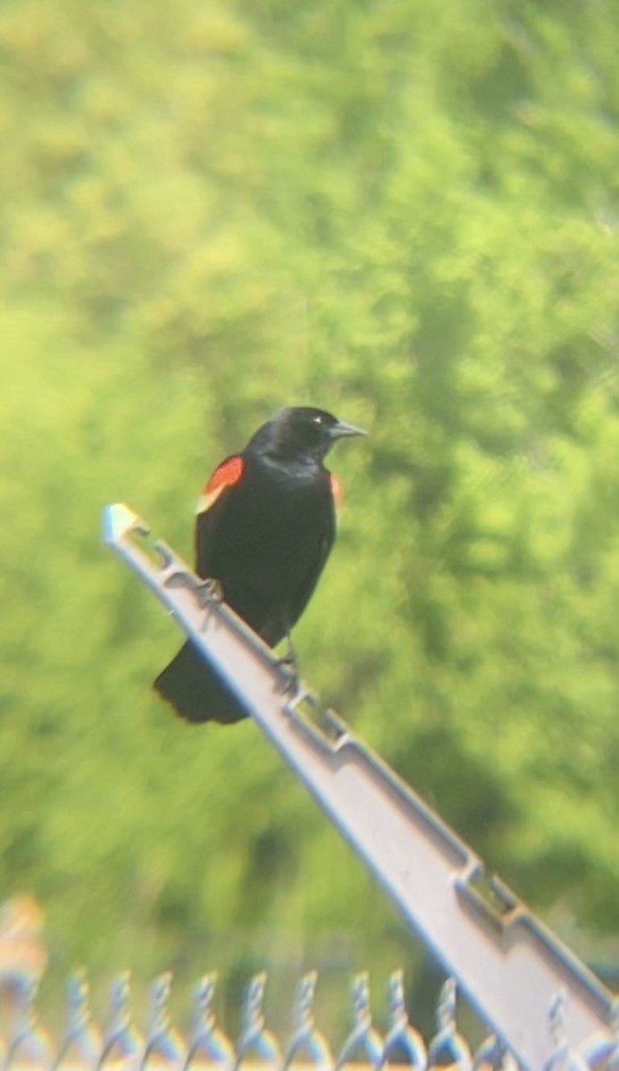 Red-winged Blackbird - Zakary L’Abbé-Larivière