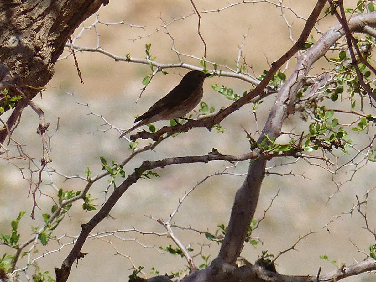 Spotted Flycatcher - Jorge López Álvarez